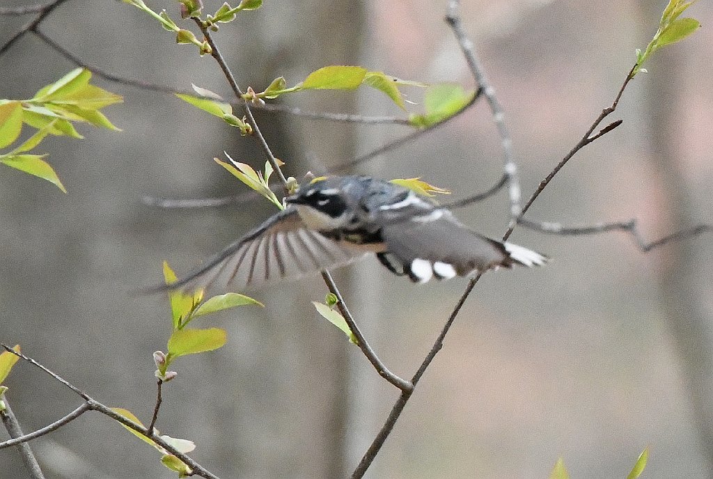 Warbler, Yellow-rumped, 2018-05041439 Broad Meadow Brook, MA.JPG - Yellow-rumped Warbler. Broad Meadow Brook Wildlife Sanctuary, MA, 5-4-2018